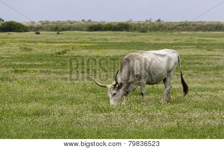 Maremmana Cow