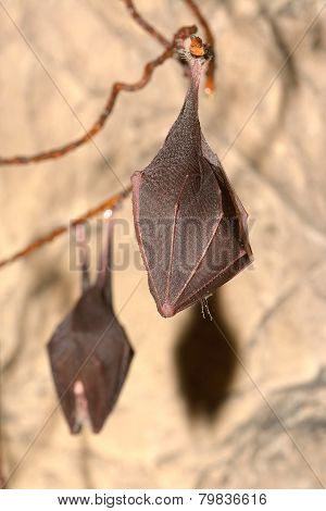 Bat (rhinolophus Hipposideros) - Lesser Horseshoe Bat