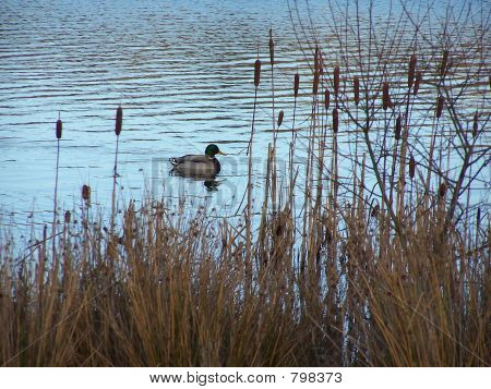 Gräsand genom Bullrushes