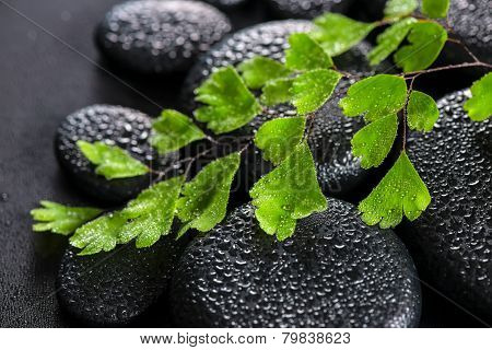 Beautiful Spa Still Life Of Green Twig Adiantum Fern On Zen Basalt Stones With Dew, Closeup
