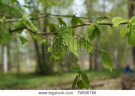 Young green leaves on a branch of a birch