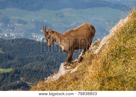 Wild chamois (lat. Rupicapra rupicapra)