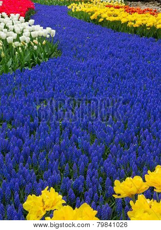 Blue River Of Flowers In Holland Garden