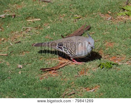 An Australian crested pigeon