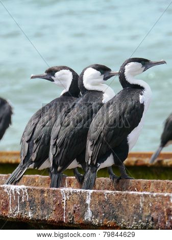 Australian Cromorants