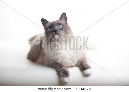 Katzen-Serie ragdoll