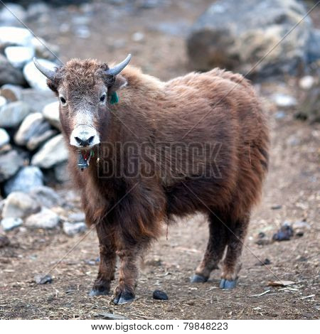Young Dzo Yak in the Nepal Himalaya