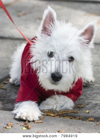 kleinen weißen Hund