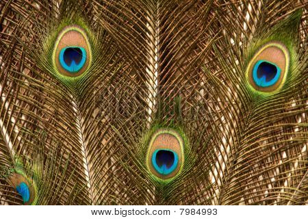 ขนหางนกยูง