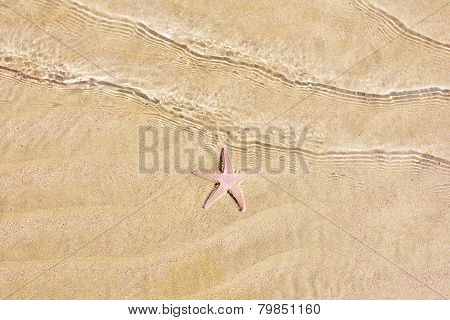 Closeup of starfish on a yellow sand beach
