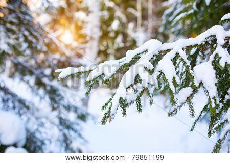 Cold winter day in the snowy winter forest.