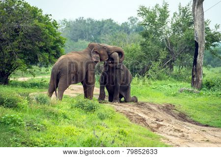 Elephants