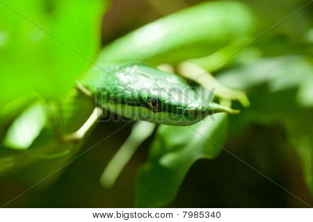 Schlange, Rhynchophis boulengeri