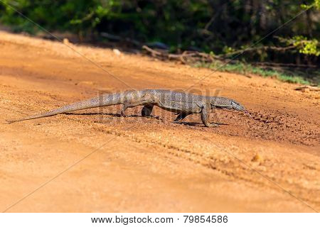 Iguana