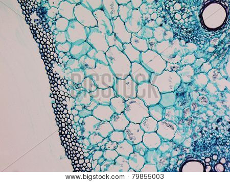 Cucurbita Stem Micrograph