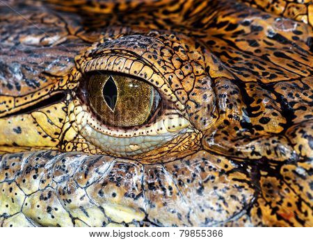 Crocodile