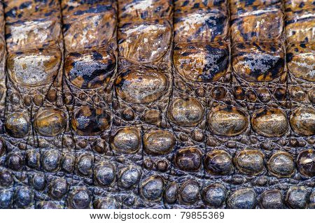 Crocodile