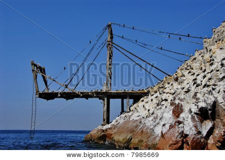 Guano sammeln pier