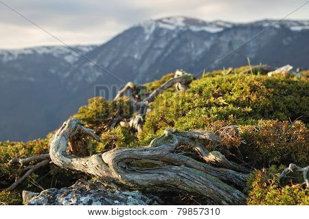Waved Juniper On The Mountains