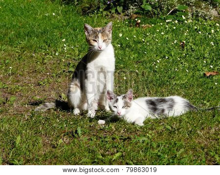 cat family