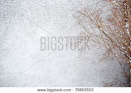 Gray Roughcast Wall Bush Background