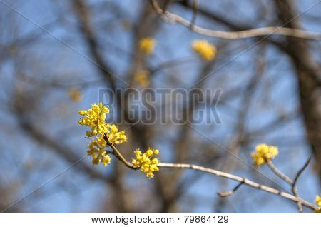 Cornelian cherry (Cornus Mas) flowers