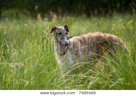 Borzoi
