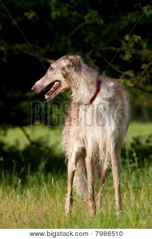 Elegant Borzoi