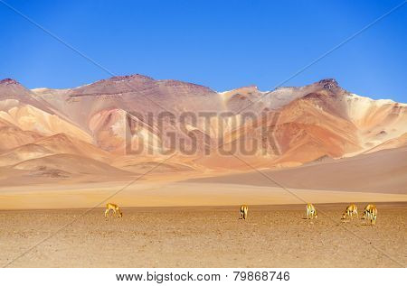 Bolivia, Antiplano, Los Lipez - multicolor mountains and vicunas