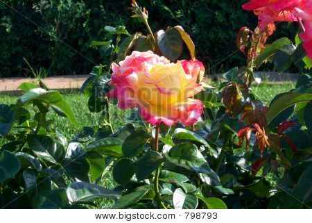 Rose garden roses