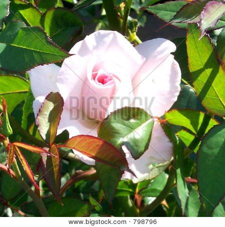 White rose closeup