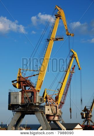 Closeup grues marines
