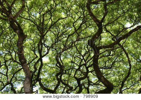 Rainforest Canopy