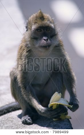 Mangiare una Banana scimmia
