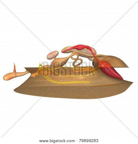 Mollusca