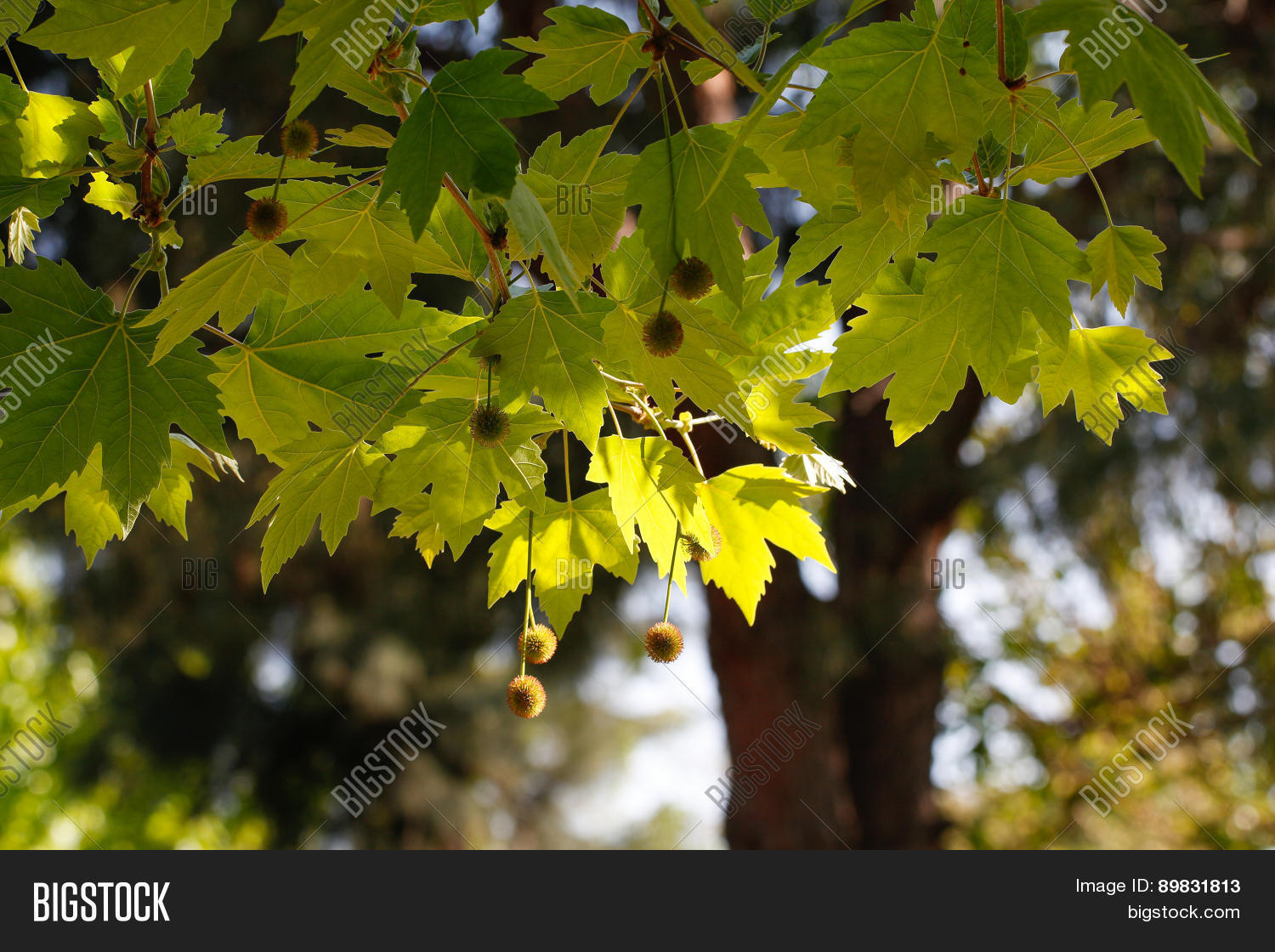 Image Preview