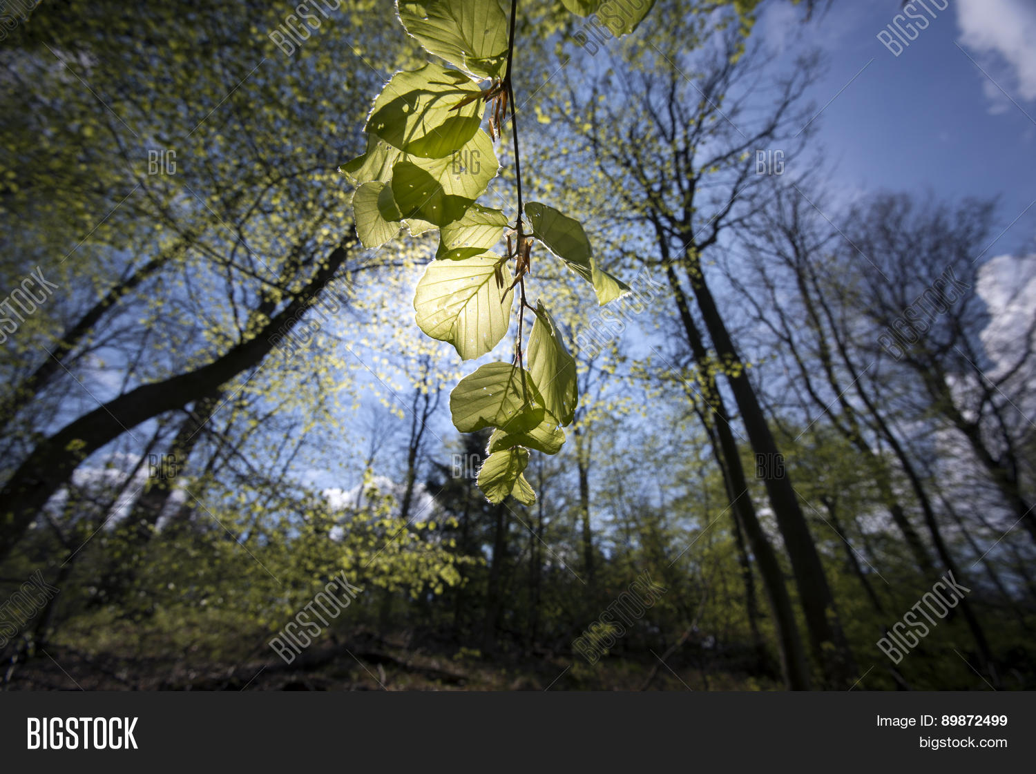 Image Preview