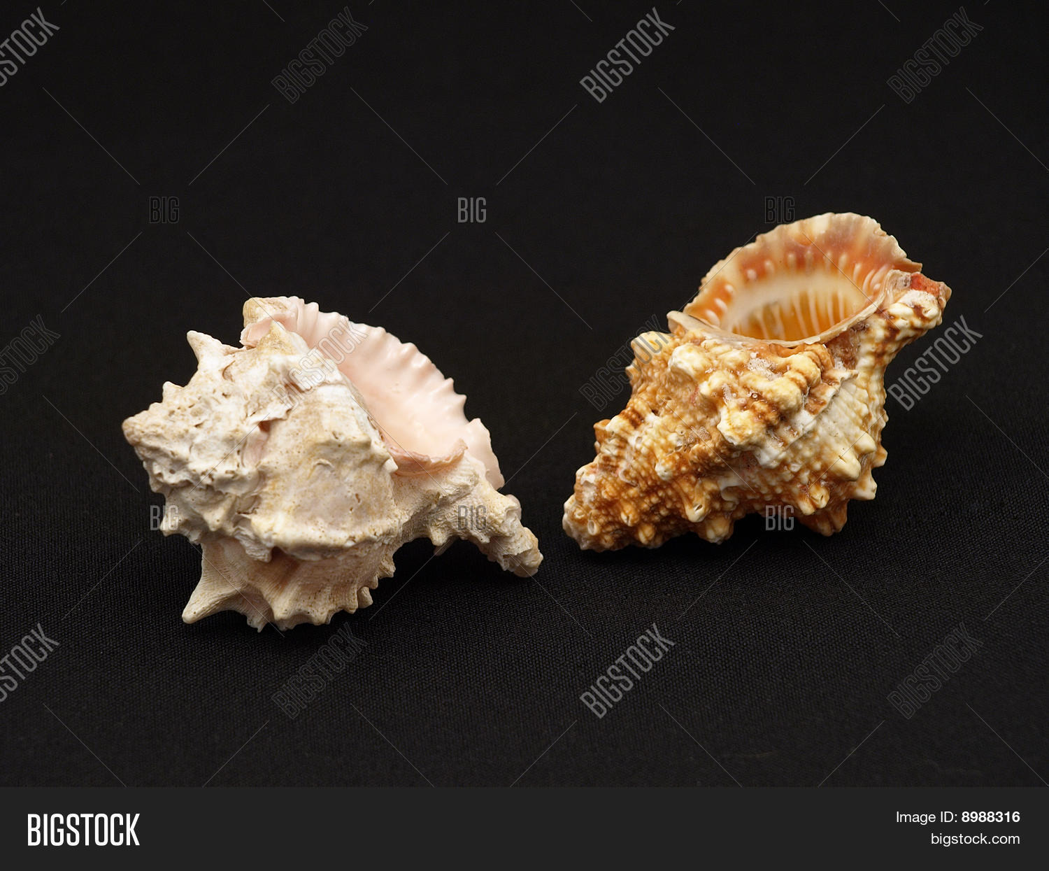 Image Preview