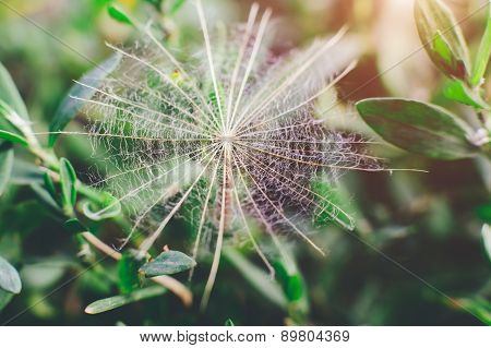 dry dandelion close-up green background