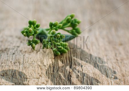 sprout meadow flower at spring