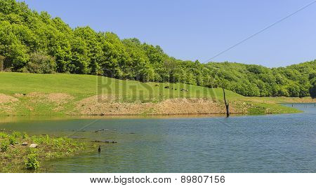 Grazing Cows In A Meadow In The Mountains Of Lankaran Azerbaijan