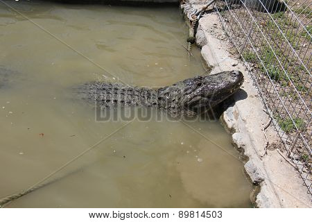 crocodile