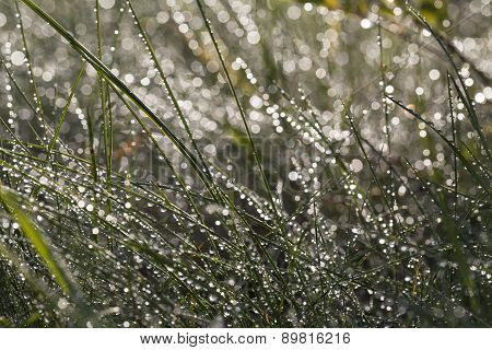 green grass with dew drops in the rays of the setting sun