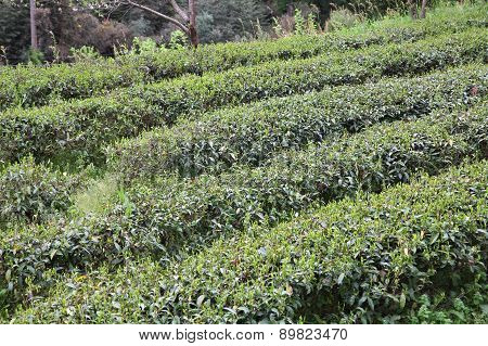 Tea Field In Japan