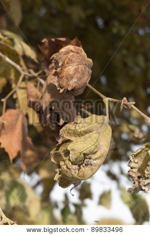 Autumn Leaf