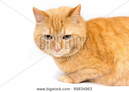 red cat