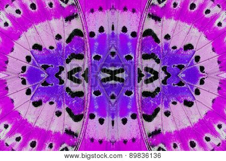Leopard Lacewing Butterfly (cethosia Cyane)