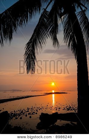 Palm Tree Silhouette al tramonto