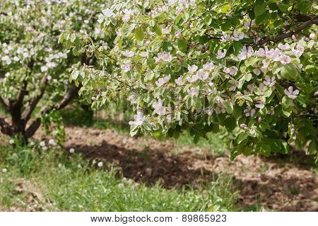 Spring orchard with blooming quince