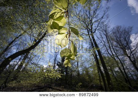 Springtime Sun